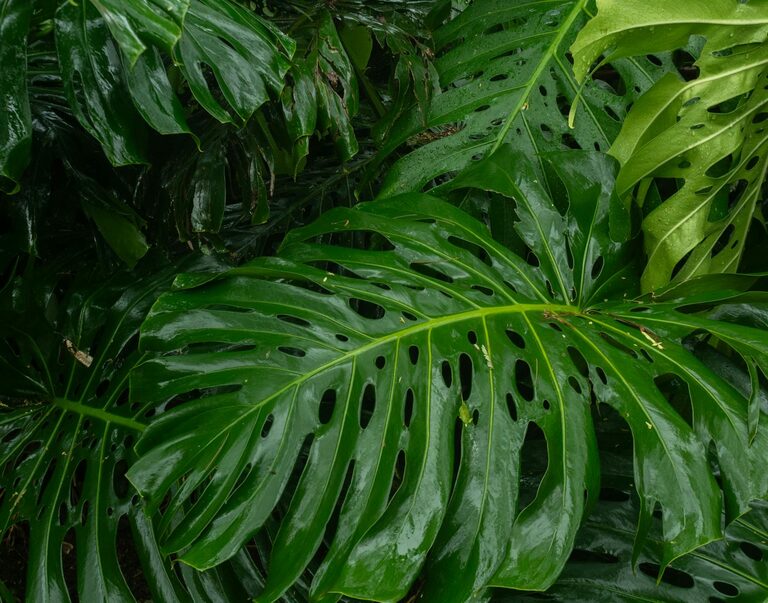 Practical Tips for Creating a Sustainable Garden at Home